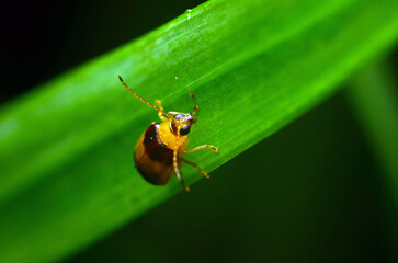 bug on a leaf