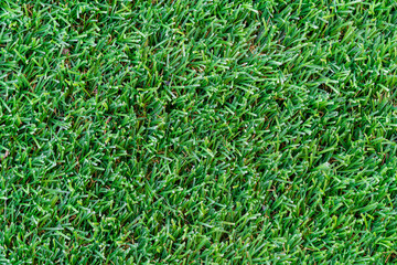 green grass texture