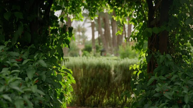 Lush green foliage forms natural archway, framing view of private garden with trimmed hedges and distant trees under soft daylight. Camera moves back through arch. Concept of nature and exclusivity