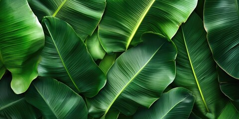 Fototapeta premium Vibrant green banana leaves lushly overlapping in a dense arrangement showcasing rich texture and deep shadows and highlights in a natural background