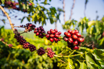 closeup of Coffee plant, Coffee beans on tree with Fresh red and green coffee beans on trees branch