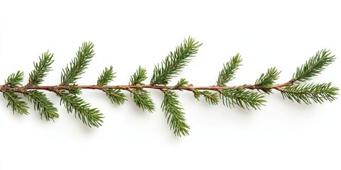 Obraz premium Fir tree branch with vibrant green needles on a bright white background, positioned diagonally for a fresh natural appearance.