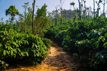 Panoramic view of coffee field on a beautiful day with blue sky