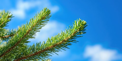 Fototapeta premium Green fir branch against a bright blue sky with soft white clouds, sharp focus on the branch in the foreground and vivid colors throughout.