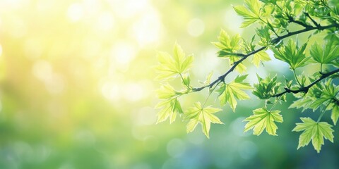 Obraz premium Delicate green field maple leaves on blurred soft spring background with warm light bokeh highlights creating a serene nature theme 3