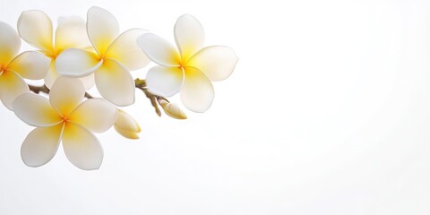 Delicate frangipani plumeria blossoms in soft white and yellow tones positioned on the left against a clean white backdrop for serene ambiance