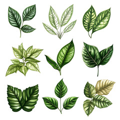 Fototapeta premium Elegant Collection of Hand-Drawn Green Leaves for Natural Designs