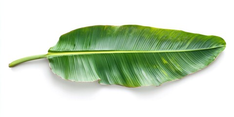 Obraz premium Vibrant green banana leaf positioned horizontally on a white background, showcasing prominent veins and natural texture, ideal for tropical designs.