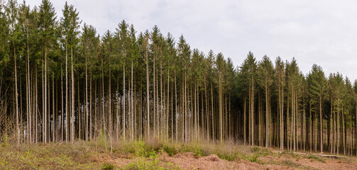 Geradliniger Nadelwald mit Kahlschlagfläche im Vordergrund – Aufforstung und Forstwirtschaft