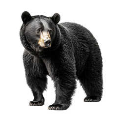 Fototapeta premium Big bear looking isolated on white