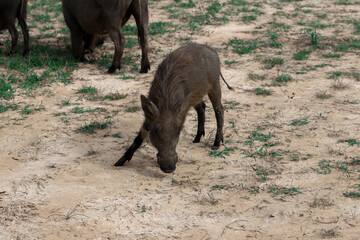 Wild baby warthog grazing in the grasslands of Murchison Falls Naitonal Park in Uganda