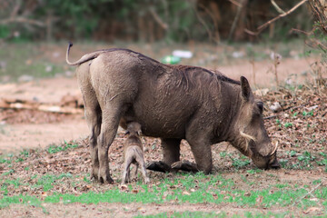 Wild baby warthog drinking milk while its mother is feeding on grass with her legs bent in Lake Mburo National Park in Uganda