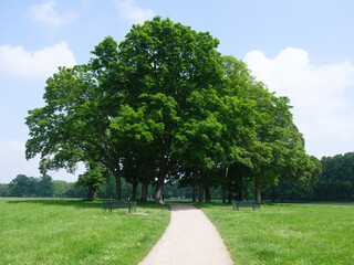 Baumgruppe mit Spazierweg im Grünen Park in Köln bei Sommerwetter