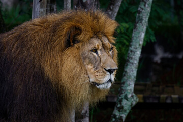 Portrait of a Lion