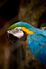 blue and yellow macaw