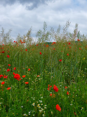 Blühende Wildwiese mit Mohnblumen und Kamille unter bewölktem Himmel