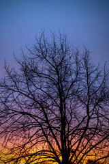 Sunrise as seen through leafless tree in winter
