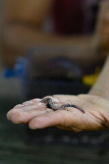 Earthworm in hand. Teaching children at a Nature Preschool in Detroit, MI