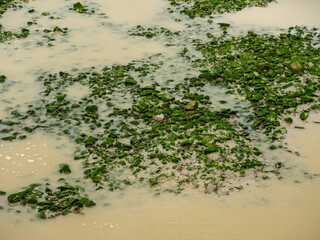 Grüne Algen auf Felsen im Watt bei Ebbe – Detailaufnahme Küste