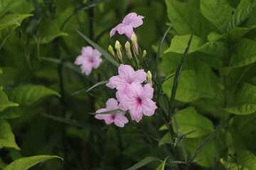 Beautiful pink blooming flower with blur green background, Flower background