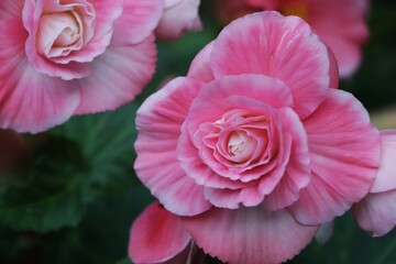 Beautiful pink Begonia flower blooming in the garden, flower background