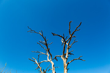 decora&ccedil;&atilde;o