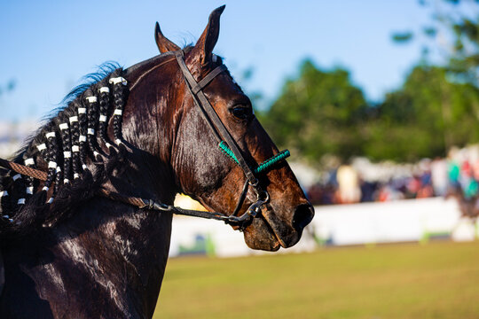 cavalo