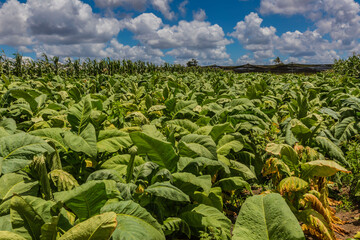planta&ccedil;&atilde;o de fumo