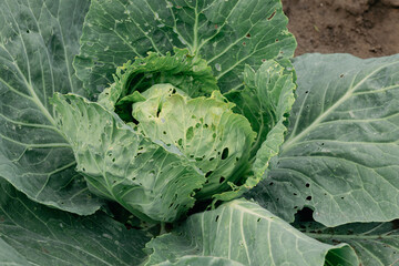 Cabbage in the garden. The caterpillars attacked the cabbage. The caterpillars damaged the cabbage leaves. Caterpillars are causing damage to farmers.