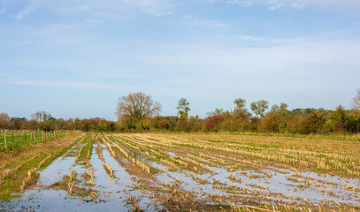 Überflutetes Feld nach Regen mit Resten der Ernte