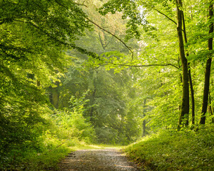 Lichtdurchfluteter Waldweg an einem Sommertag