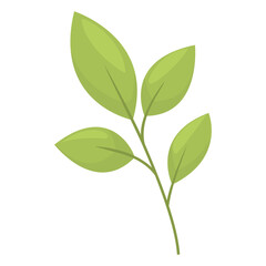 Obraz premium Bay leaf. Green leaves on a branch, laurel. Culinary herbs concept. Vector botanical illustration can be used for cards, patterns and leaflets. Vectochka with leaves