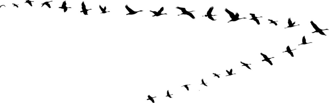 Zugv&ouml;gel fliegen in Formation - Natur und Tierwelt - Wildg&auml;nse im Flug - Design Element isoliert