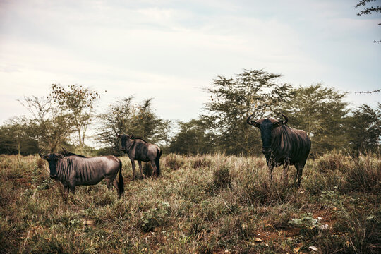 Wild wildebeest seen on safari in Kruger National Park. South Africa