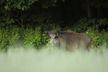 Dzik euroazjatycki, dzik, (Sus scrofa) © Bartosz Rakoczy