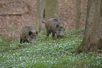 Dzik euroazjatycki, dzik, (Sus scrofa) © Bartosz Rakoczy