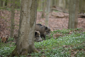 Dzik euroazjatycki, dzik, (Sus scrofa) © Bartosz Rakoczy