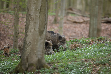 Dzik euroazjatycki, dzik, (Sus scrofa) © Bartosz Rakoczy