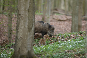Dzik euroazjatycki, dzik, (Sus scrofa) © Bartosz Rakoczy