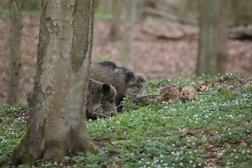 Dzik euroazjatycki, dzik, (Sus scrofa) © Bartosz Rakoczy