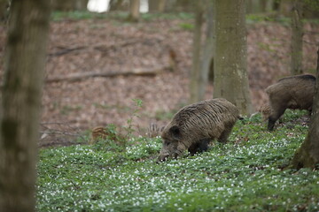 Dzik euroazjatycki, dzik, (Sus scrofa) © Bartosz Rakoczy