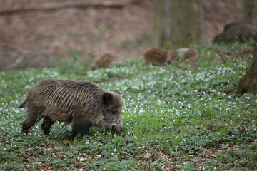 Dzik euroazjatycki, dzik, (Sus scrofa) © Bartosz Rakoczy