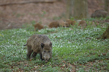 Dzik euroazjatycki, dzik, (Sus scrofa) © Bartosz Rakoczy