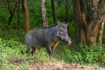 Wild Boar - photographed in Periyar National Park, Kerala