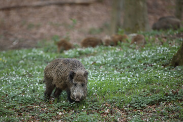 Dzik euroazjatycki, dzik, (Sus scrofa) © Bartosz Rakoczy
