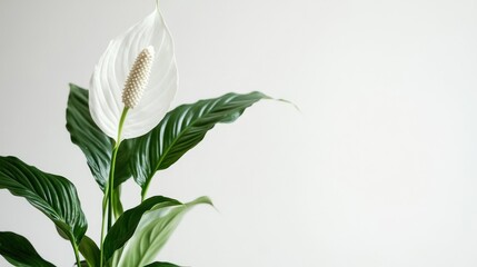Serene Peace Lily: A Symbol of Tranquility and Purity