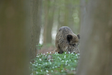 Dzik euroazjatycki, dzik, (Sus scrofa) © Bartosz Rakoczy