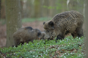Dzik euroazjatycki, dzik, (Sus scrofa)