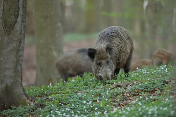 Dzik euroazjatycki, dzik, (Sus scrofa) © Bartosz Rakoczy