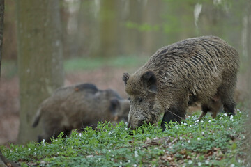 Dzik euroazjatycki, dzik, (Sus scrofa) © Bartosz Rakoczy